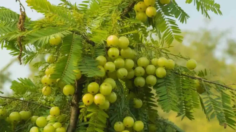 আমলকি গাছ ফলসহ সবুজ পাতায় ভরা প্রাকৃতিক দৃশ্য