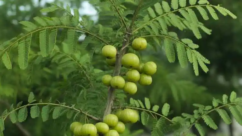 আমলকি গাছের ঔষধি গুণ ও স্বাস্থ্য উপকারিতা দেখানো সবুজ গাছের ছবি