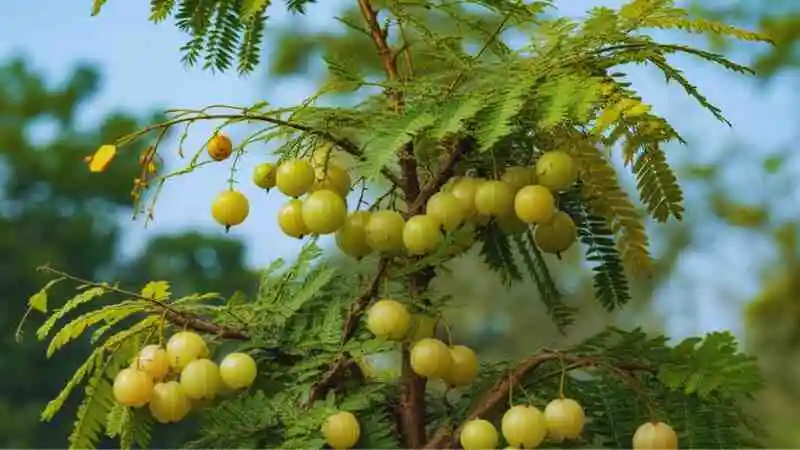 আমলকি গাছের চাষ পদ্ধতি অনুযায়ী সঠিকভাবে রোপণ করা গাছের ছবি