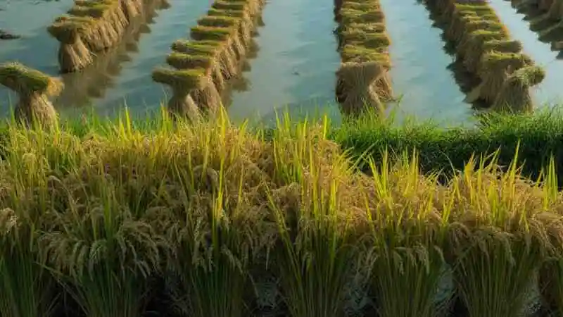 বোরো ধানের রোগ ও প্রতিকার, পাতায় দাগ ও পোকা আক্রান্ত বোরো ধানের ক্ষেত