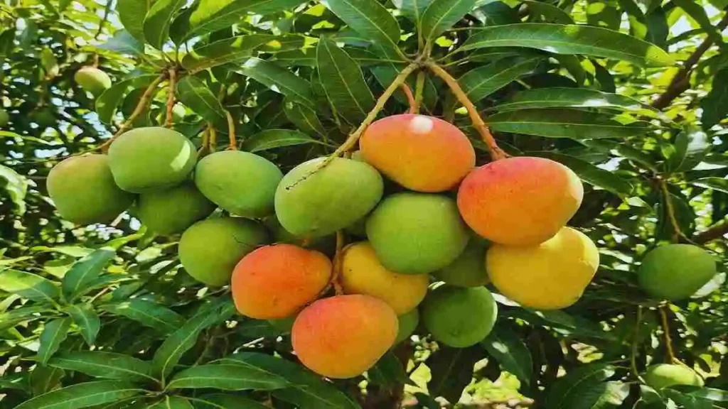 আম গাছের সবুজ পাতা ও পাকা আমসহ একটি সুস্থ আম গাছের ছবি