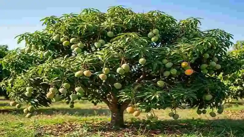 আম গাছের বৈজ্ঞানিক নাম Mangifera indica সহ একটি আম গাছের ছবি