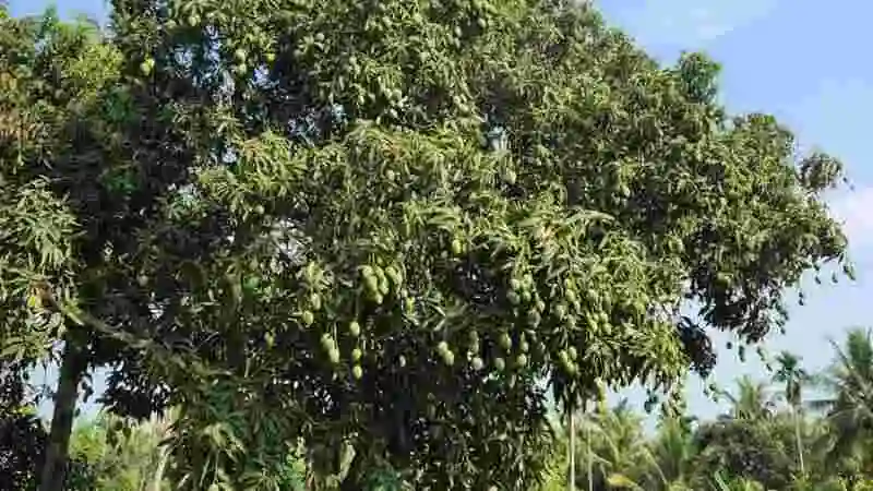 আম গাছের রোগ ও প্রতিকার দেখানো একটি আক্রান্ত আম গাছের ছবি