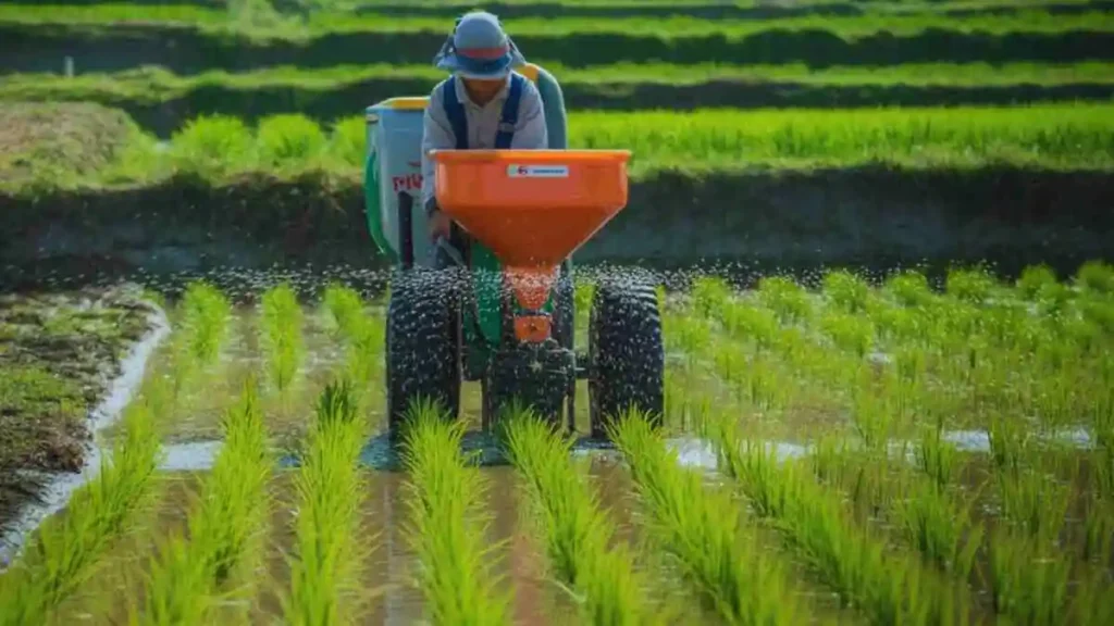 ধান চাষে সার প্রয়োগ করার সঠিক পদ্ধতি দেখানো হচ্ছে
