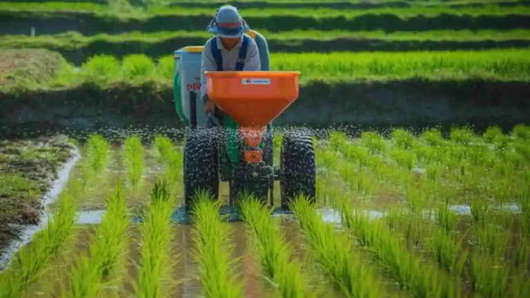 ধান চাষে সার প্রয়োগ করার সঠিক পদ্ধতি দেখানো হচ্ছে