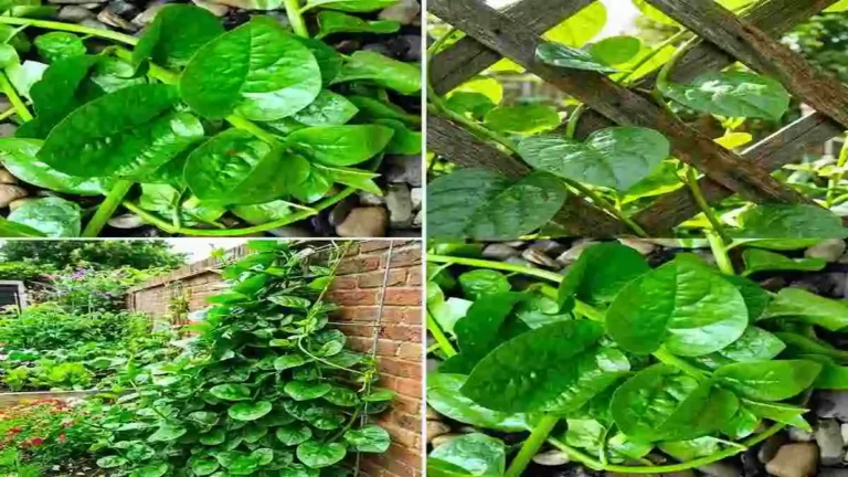 পুঁইশাক চাষ এর জমিতে সবুজ পুঁইশাক গাছের আধুনিক চাষ পদ্ধতি