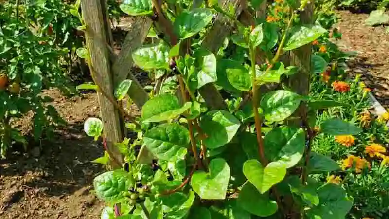 পুঁইশাকের পুষ্টিগুণ ও উপকারিতা সমৃদ্ধ সবুজ পুঁইশাক পাতার ছবি