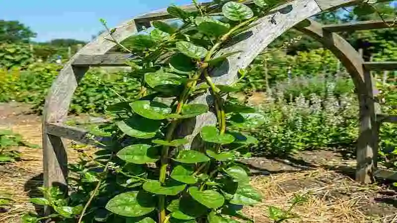 বাণিজ্যিক পুঁইশাক চাষের মাঠে মাচা পদ্ধতিতে সবুজ পুঁইশাক গাছ