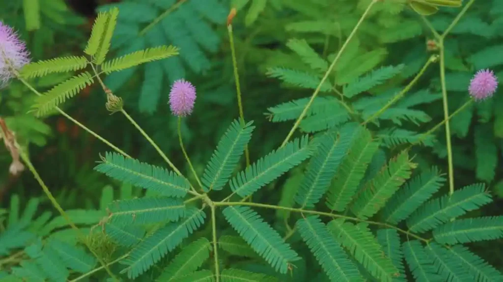 লজ্জাবতী গাছ স্পর্শ করলে পাতা বন্ধ হয়ে যায় এমন একটি ঔষধি উদ্ভিদ