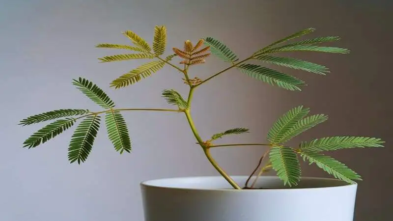 লজ্জাবতী গাছের উপকারিতা ও ভেষজ গুণাবলি সমৃদ্ধ একটি ঔষধি উদ্ভিদ