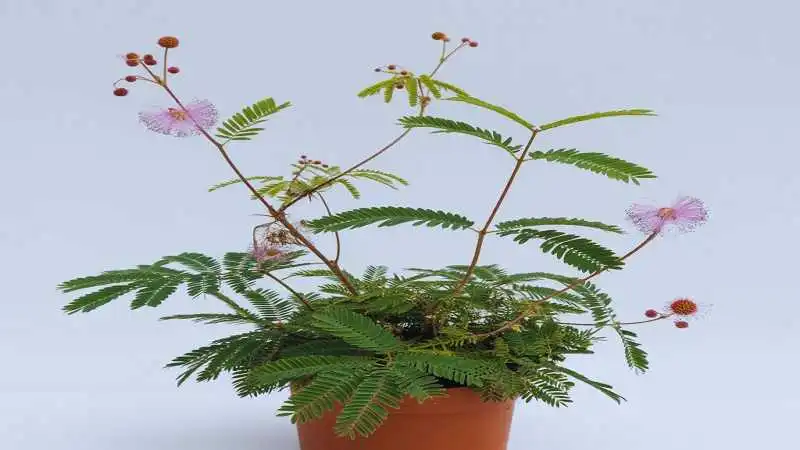 লজ্জাবতী গাছের বৈজ্ঞানিক নাম Mimosa pudica এবং এটি একটি স্পর্শকাতর ঔষধি উদ্ভিদ
